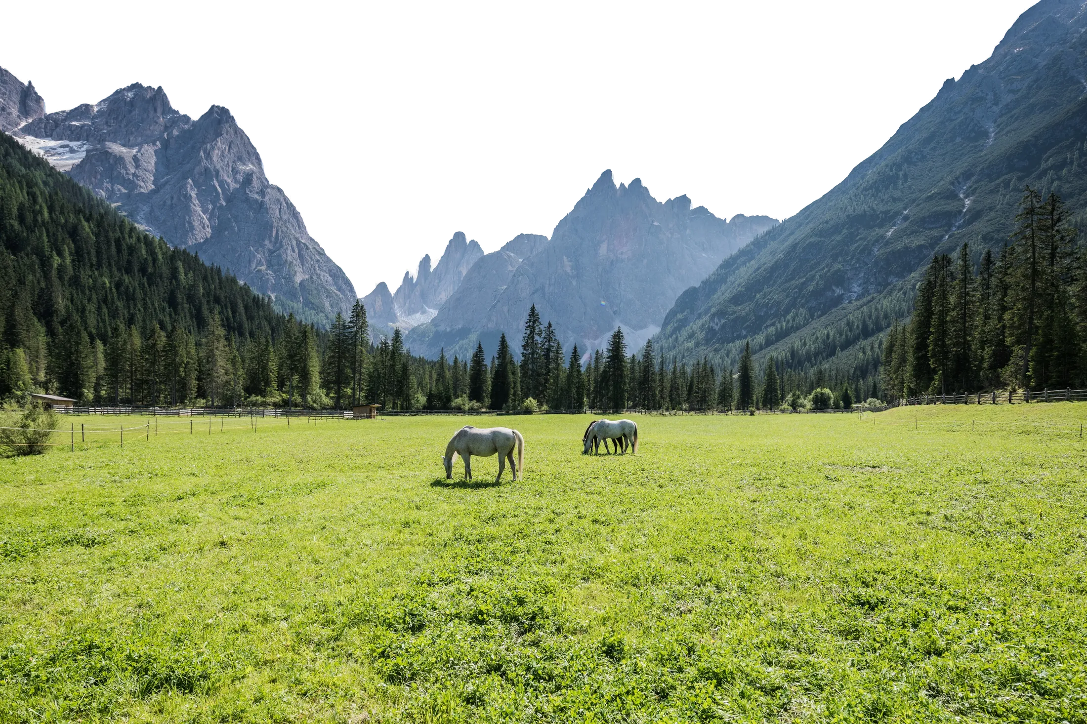 Pferde auf einer Wiese im Fischleintal, dahinter die Gipfel der Sextner Dolomiten