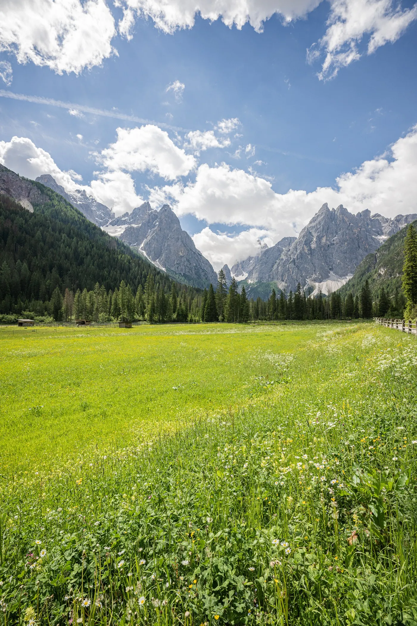Blumenwiese im Fischleintal mit Blick auf die Sextner Dolomiten