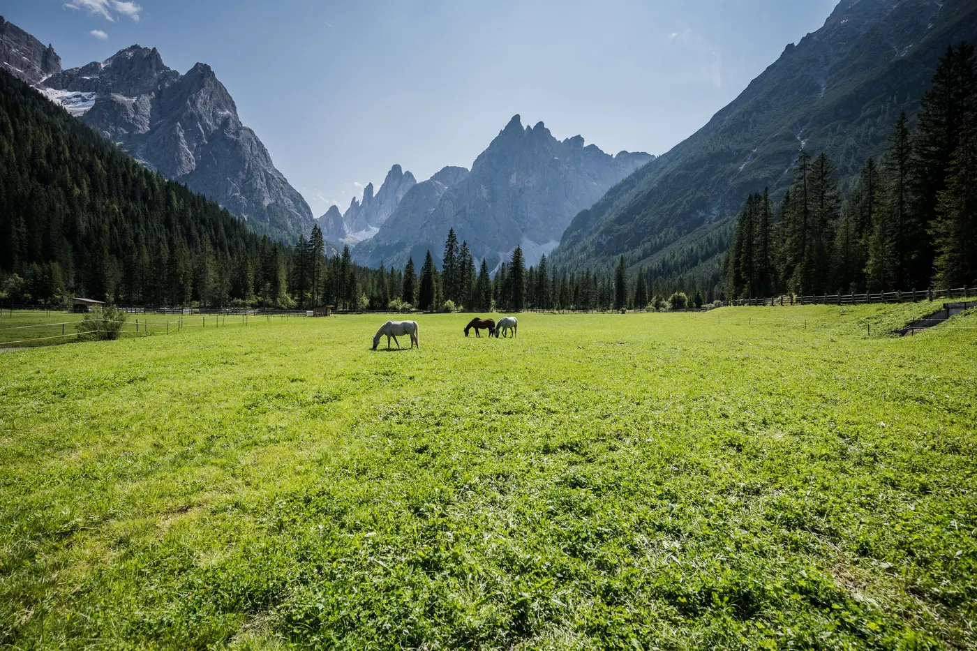 Pferde auf einer Wiese im Fischleintal vor den Dolomitengipfeln